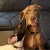motherofdogs21